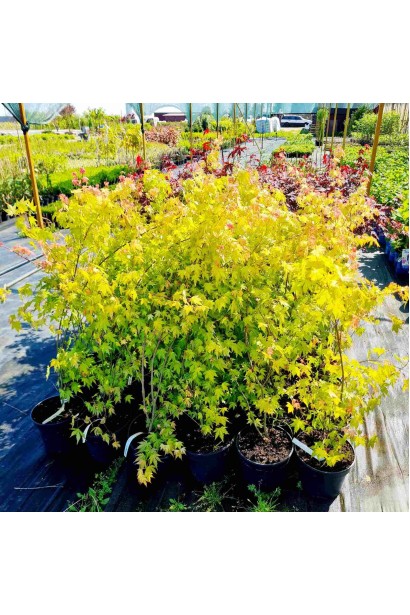 Клен Оранж Дрим - 5л/вис.100-160см/Ø30-40см